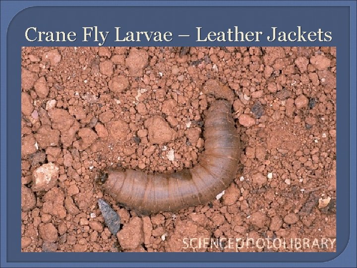 Crane Fly Larvae – Leather Jackets 