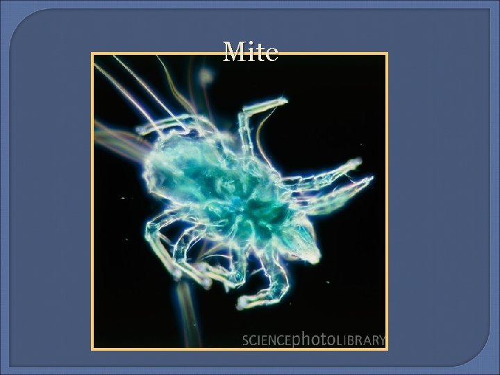 Mite 