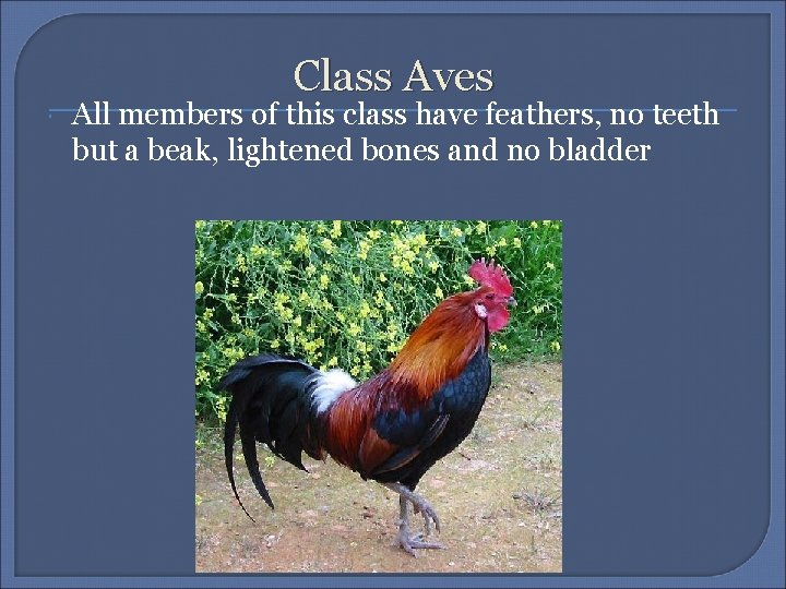 Class Aves All members of this class have feathers, no teeth but a beak,