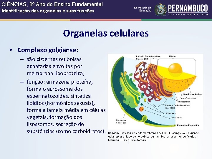 CIÊNCIAS, 8º Ano do Ensino Fundamental Identificação das organelas e suas funções Organelas celulares