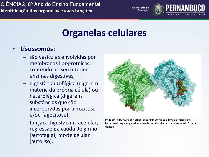 CIÊNCIAS, 8º Ano do Ensino Fundamental Identificação das organelas e suas funções Organelas celulares