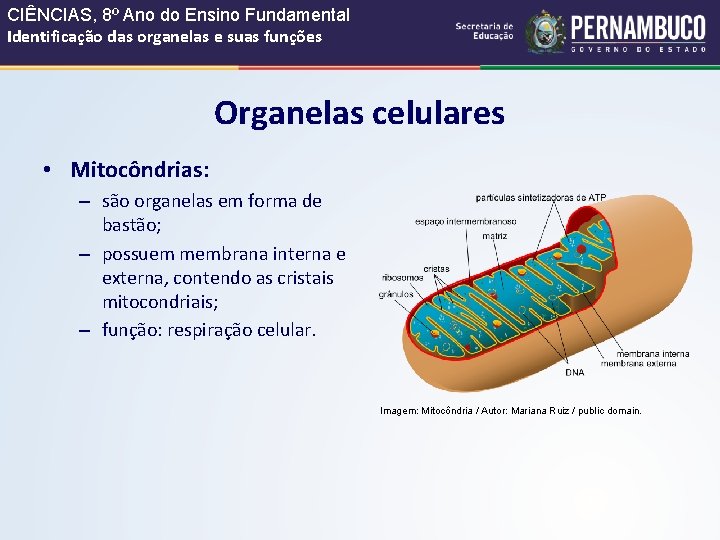 CIÊNCIAS, 8º Ano do Ensino Fundamental Identificação das organelas e suas funções Organelas celulares