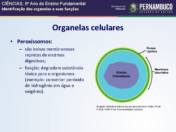 CIÊNCIAS, 8º Ano do Ensino Fundamental Identificação das organelas e suas funções Organelas celulares