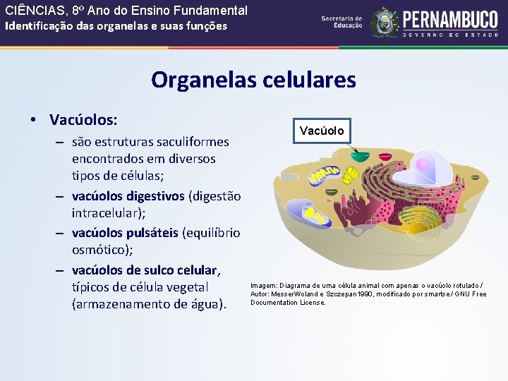 CIÊNCIAS, 8º Ano do Ensino Fundamental Identificação das organelas e suas funções Organelas celulares