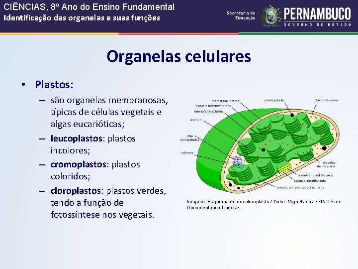 CIÊNCIAS, 8º Ano do Ensino Fundamental Identificação das organelas e suas funções Organelas celulares