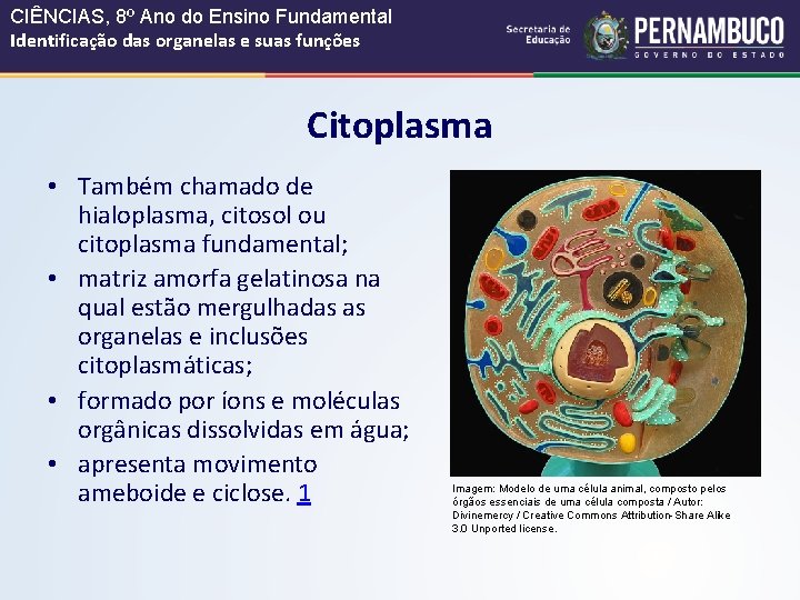 CIÊNCIAS, 8º Ano do Ensino Fundamental Identificação das organelas e suas funções Citoplasma •