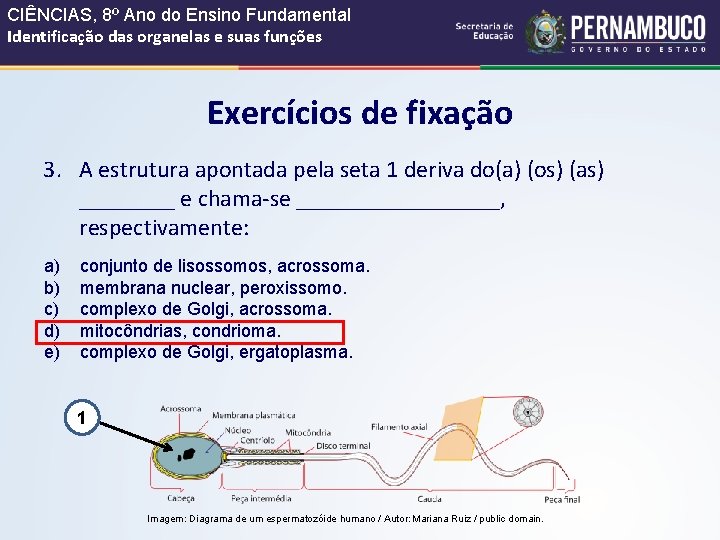 CIÊNCIAS, 8º Ano do Ensino Fundamental Identificação das organelas e suas funções Exercícios de