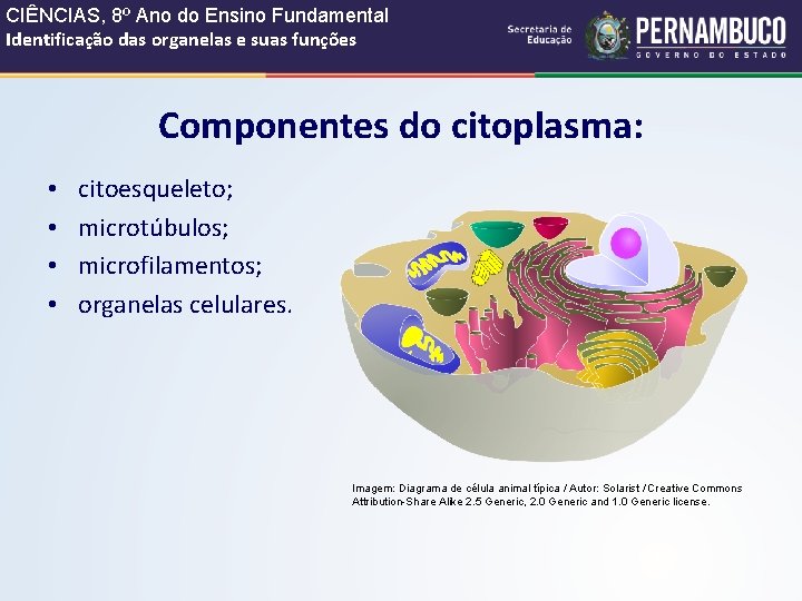 CIÊNCIAS, 8º Ano do Ensino Fundamental Identificação das organelas e suas funções Componentes do