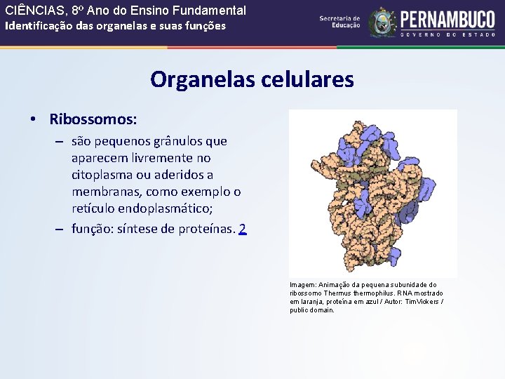 CIÊNCIAS, 8º Ano do Ensino Fundamental Identificação das organelas e suas funções Organelas celulares