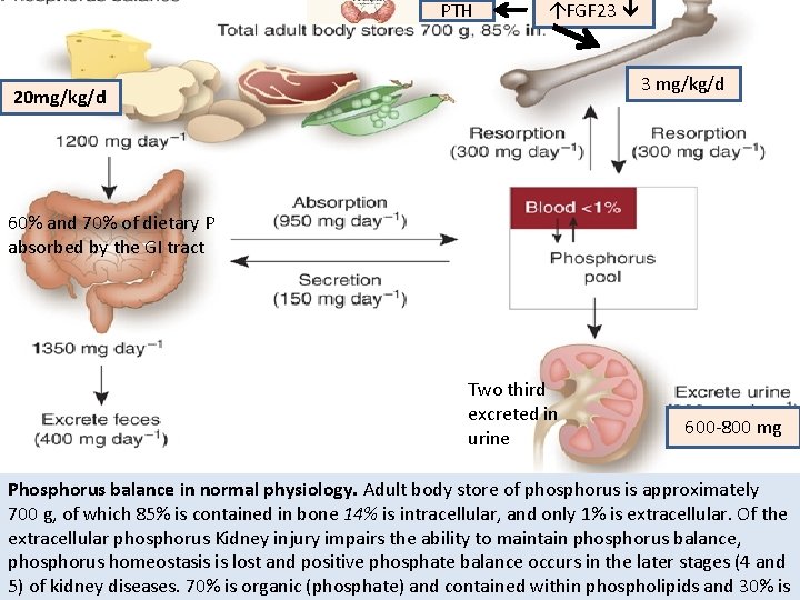 PTH FGF 23 3 mg/kg/d 20 mg/kg/d 60% and 70% of dietary P absorbed by