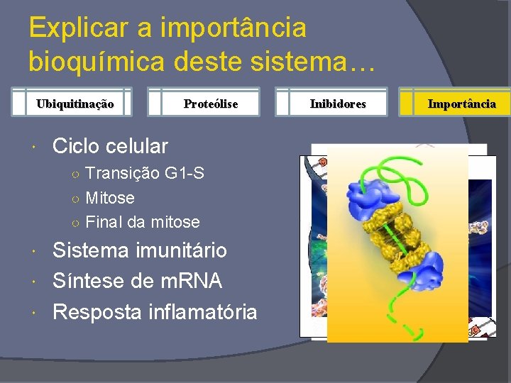 Explicar a importância bioquímica deste sistema… Ubiquitinação Proteólise Ciclo celular ○ Transição G 1