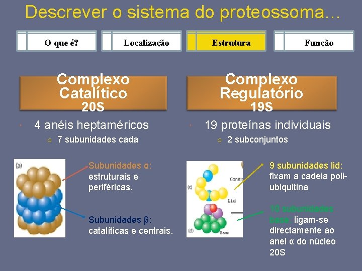 Descrever o sistema do proteossoma… O que é? Localização Estrutura Complexo Catalítico Complexo Regulatório