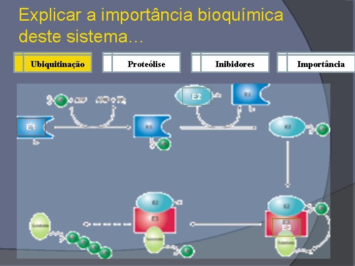 Explicar a importância bioquímica deste sistema… Ubiquitinação Proteólise Inibidores Importância 