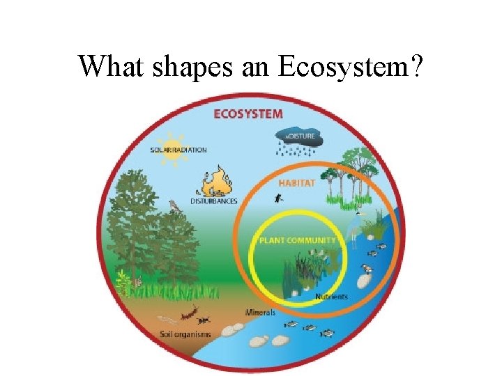 What shapes an Ecosystem? 