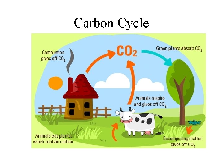 Carbon Cycle 
