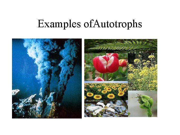 Examples of. Autotrophs 