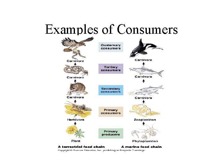 Examples of Consumers 