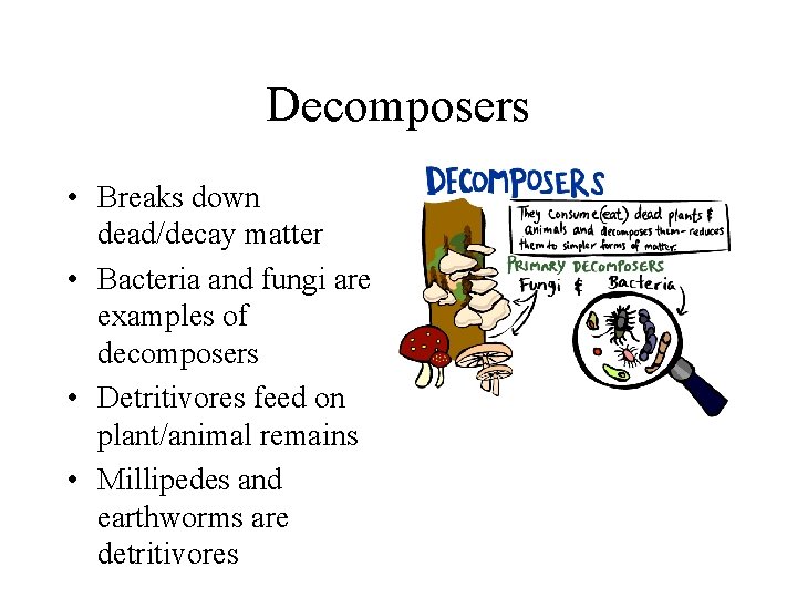 Decomposers • Breaks down dead/decay matter • Bacteria and fungi are examples of decomposers