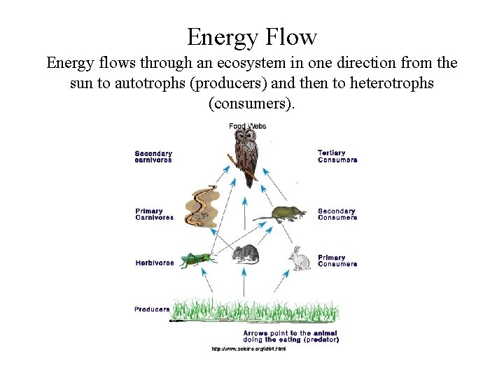 Energy Flow Energy flows through an ecosystem in one direction from the sun to