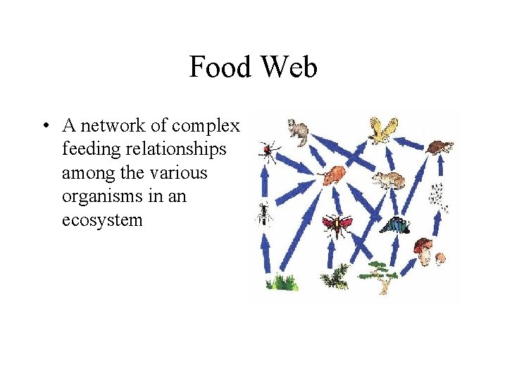 Food Web • A network of complex feeding relationships among the various organisms in