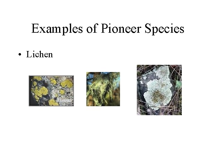 Examples of Pioneer Species • Lichen 