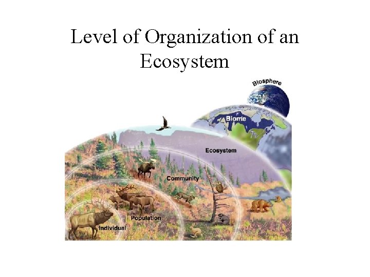 Level of Organization of an Ecosystem 