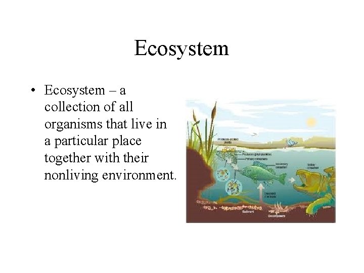 Ecosystem • Ecosystem – a collection of all organisms that live in a particular