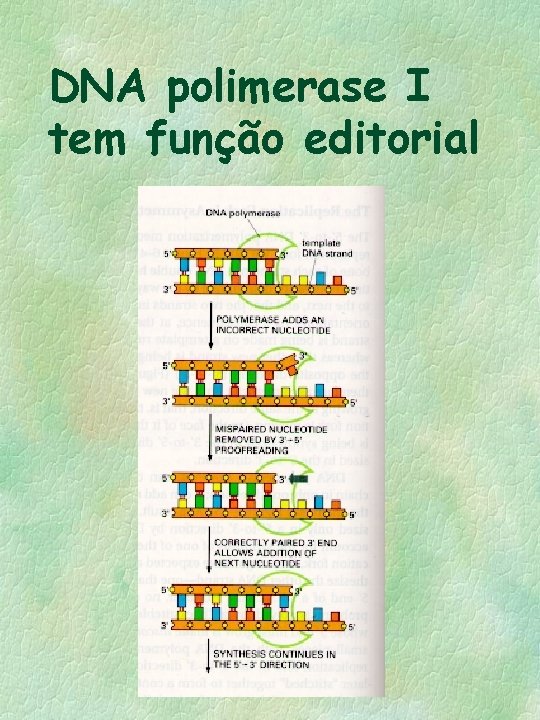 DNA polimerase I tem função editorial 