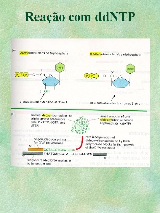 Reação com dd. NTP 