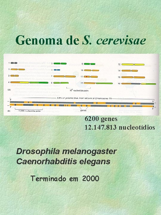 Genoma de S. cerevisae 6200 genes 12. 147. 813 nucleotídios Drosophila melanogaster Caenorhabditis elegans