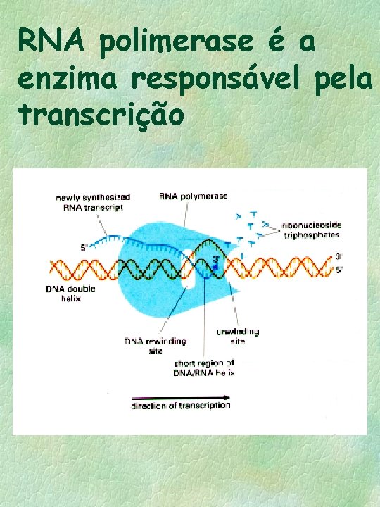 RNA polimerase é a enzima responsável pela transcrição 