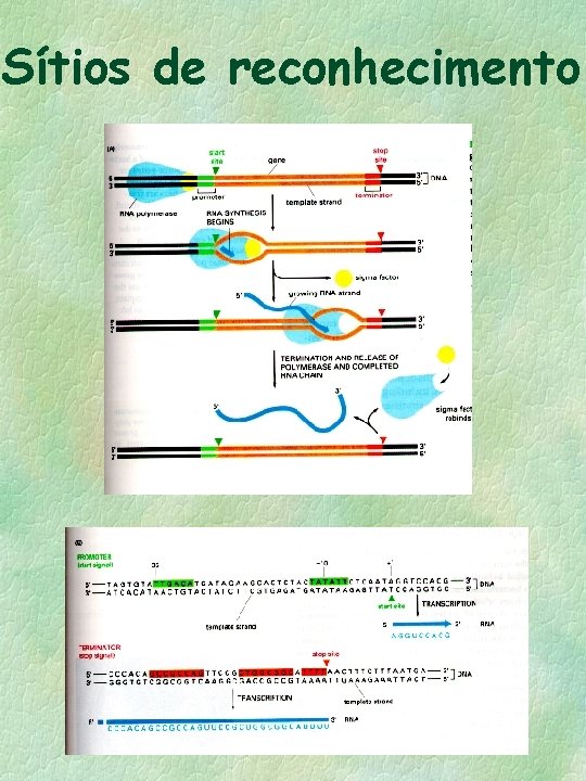 Sítios de reconhecimento 