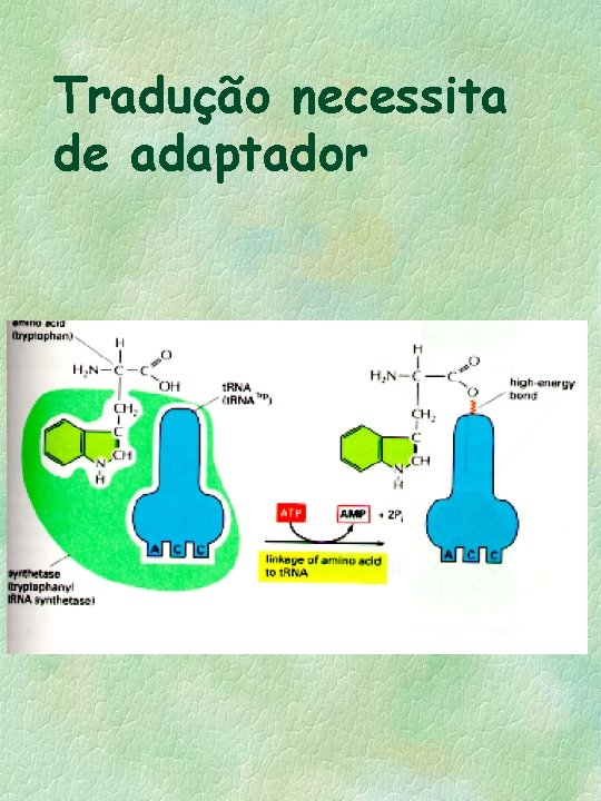 Tradução necessita de adaptador 