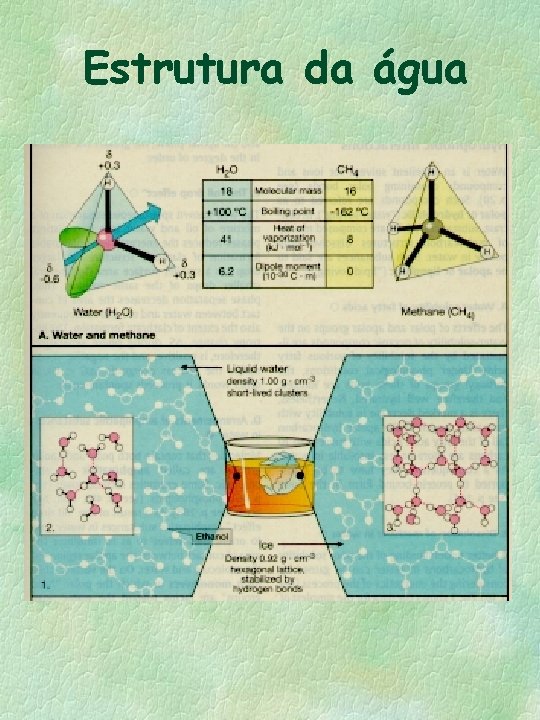 Estrutura da água 