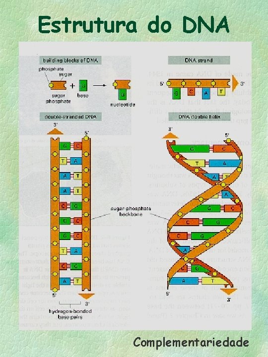 Estrutura do DNA Complementariedade 