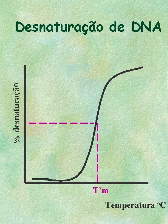 % desnaturação Desnaturação de DNA T’m Temperatura o. C 