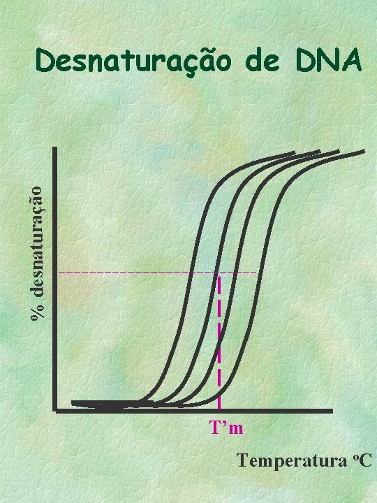 % desnaturação Desnaturação de DNA T’m Temperatura o. C 