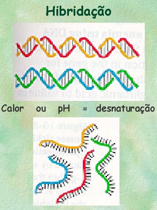 Hibridação Calor ou p. H = desnaturação 