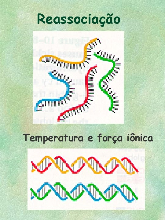 Reassociação Temperatura e força iônica 