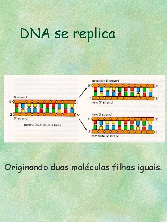 DNA se replica Originando duas moléculas filhas iguais. 