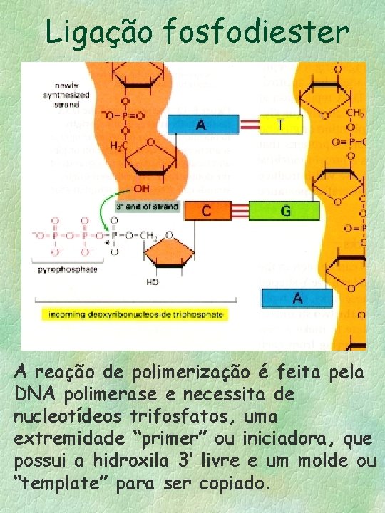 Ligação fosfodiester A reação de polimerização é feita pela DNA polimerase e necessita de