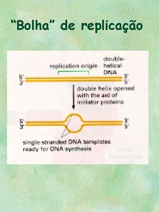 “Bolha” de replicação 