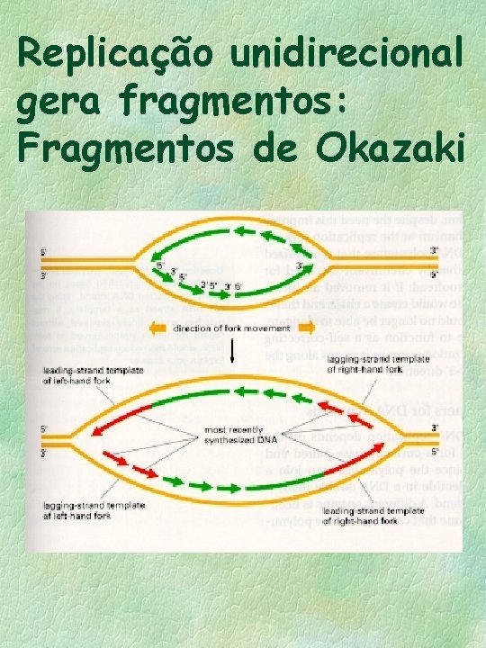 Replicação unidirecional gera fragmentos: Fragmentos de Okazaki 