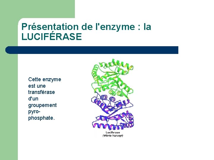 Présentation de l'enzyme : la LUCIFÉRASE Cette enzyme est une transférase d'un groupement pyrophosphate.