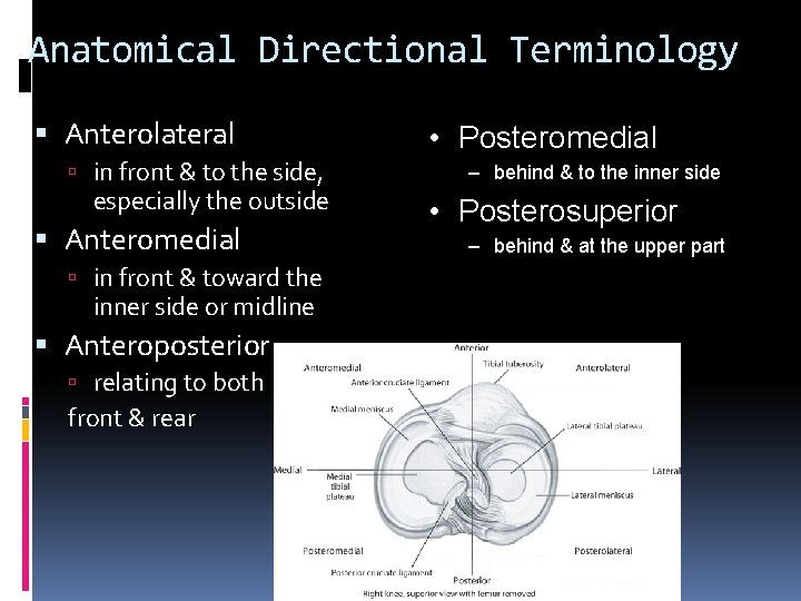 Anatomical Directional Terminology Anterolateral in front & to the side, especially the outside Anteromedial