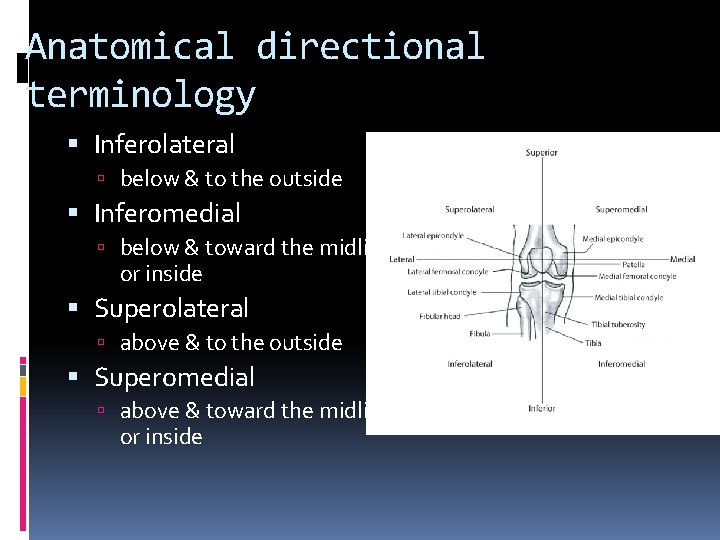 Anatomical directional terminology Inferolateral below & to the outside Inferomedial below & toward the