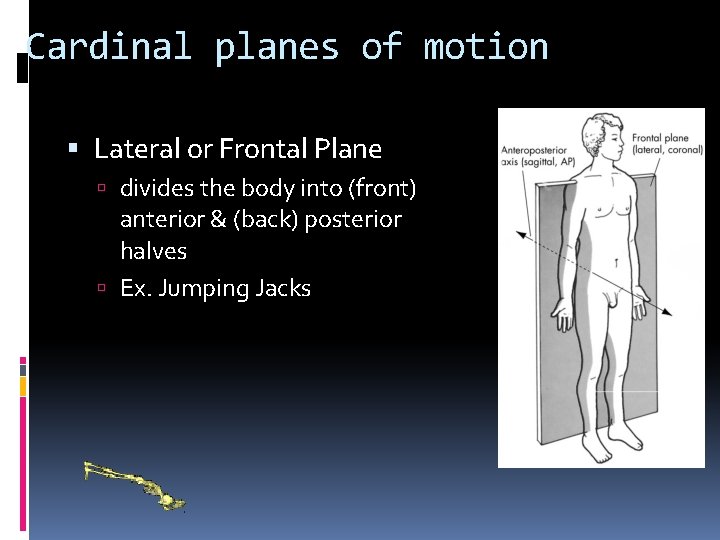 Cardinal planes of motion Lateral or Frontal Plane divides the body into (front) anterior