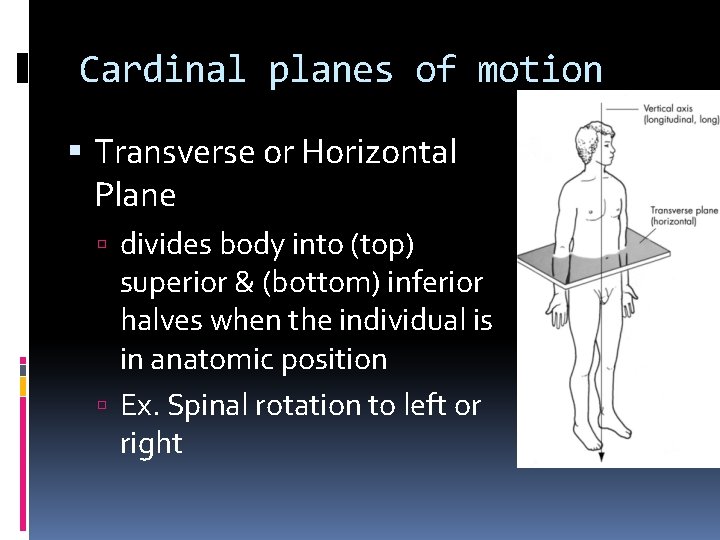 Cardinal planes of motion Transverse or Horizontal Plane divides body into (top) superior &