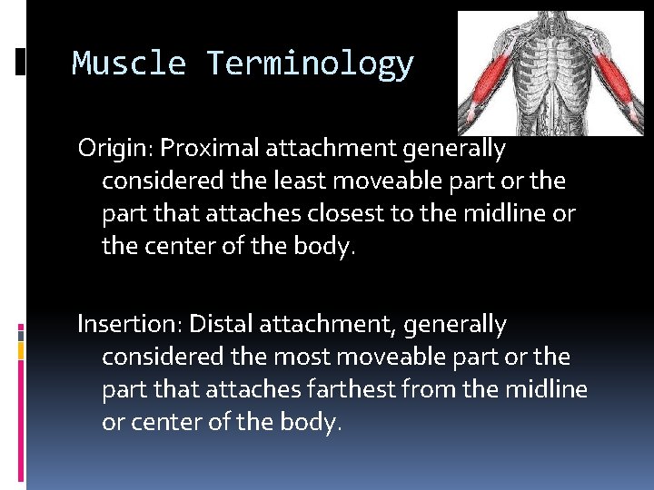 Muscle Terminology Origin: Proximal attachment generally considered the least moveable part or the part