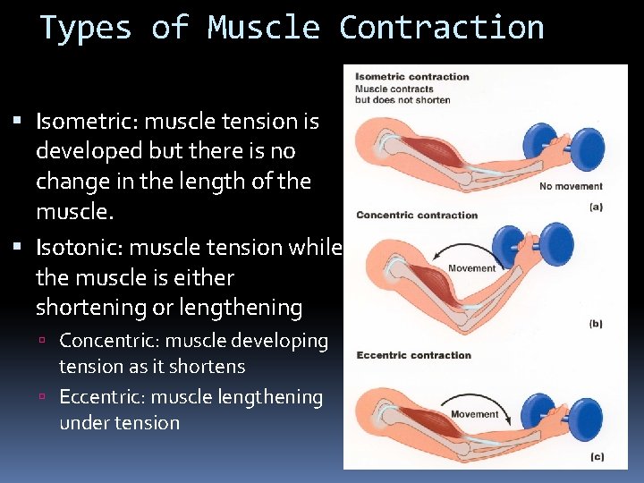 Types of Muscle Contraction Isometric: muscle tension is developed but there is no change